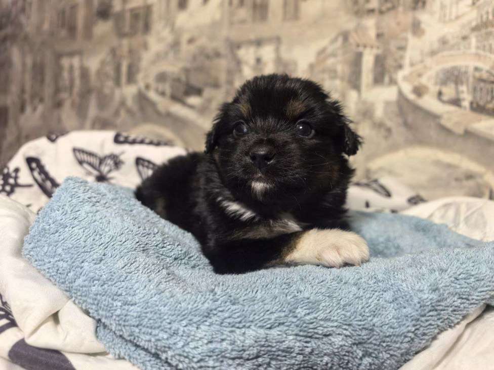 Собаки в Санкт-Петербурге: Щенок миниатюрной американской овчарки (мини аусси)- мальчик Шейк Мальчик, 60 000 руб. - фото 1