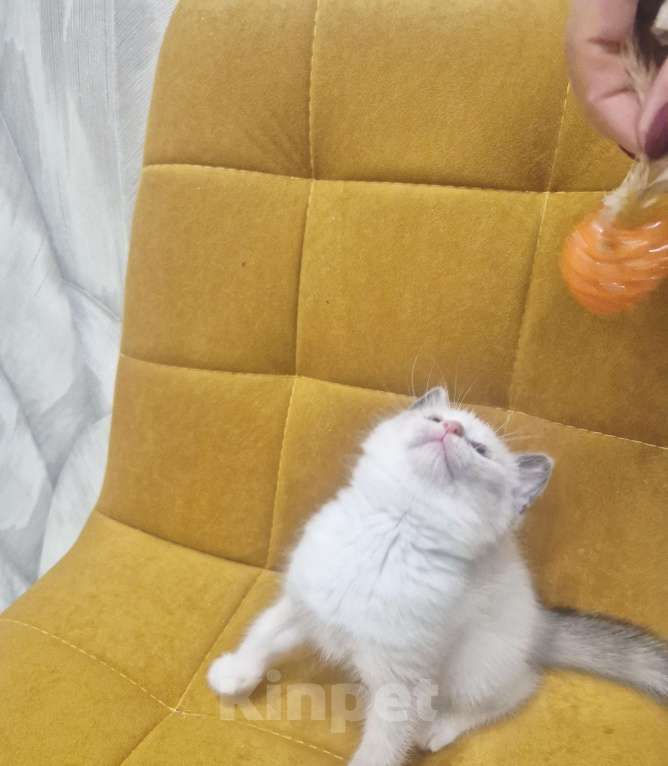 Кошки в Москве: Лапочка Девочка Рэгдолл  Девочка, 37 000 руб. - фото 2