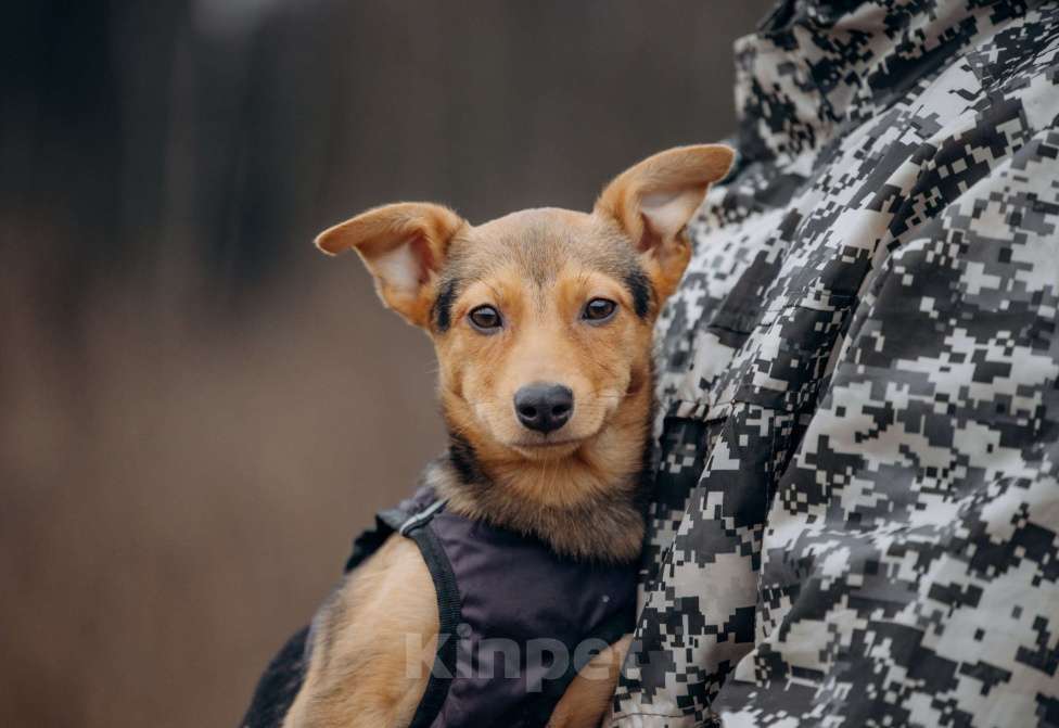 Собаки в Москве: Булка очень ищет семью! Девочка, Бесплатно - фото 2