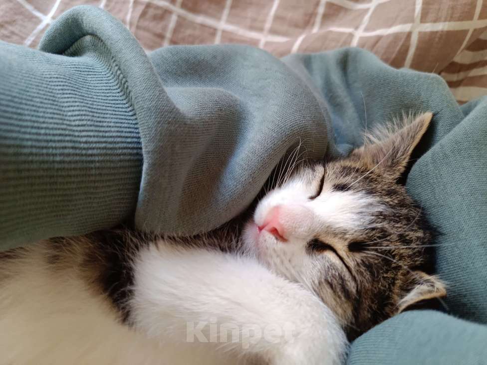 Кошки в Краснодаре: Отдаем котенка в хорошие руки!  Мальчик, Бесплатно - фото 6