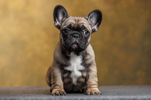 Щенок французского бульдога