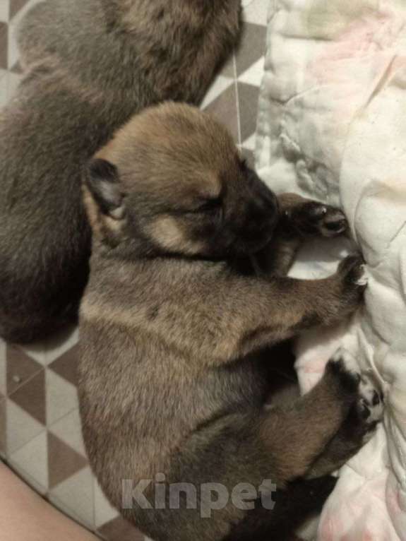 Собаки в Котласе: Щенята от умной овчарки  Мальчик, Бесплатно - фото 3