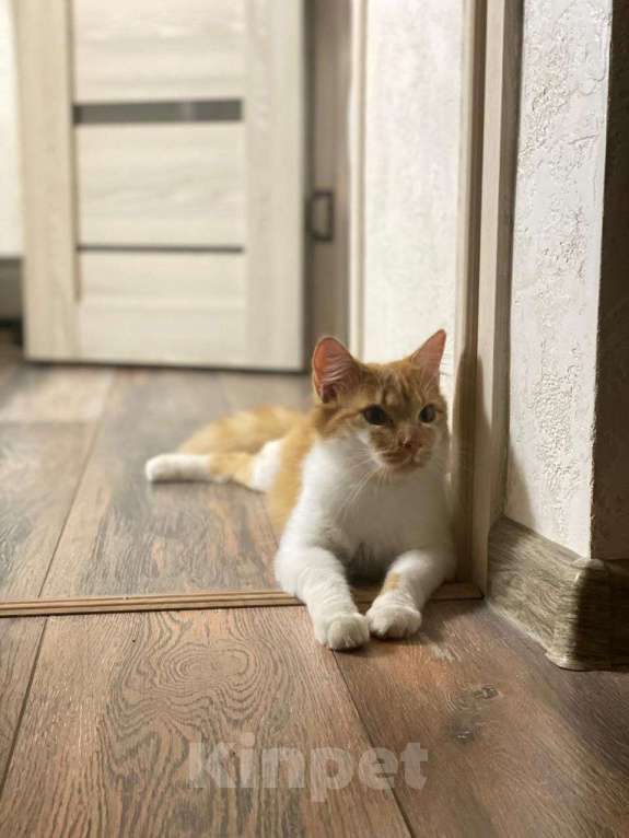 Кошки в Москве: кот подросток Теоша ищет дом Мальчик, Бесплатно - фото 3