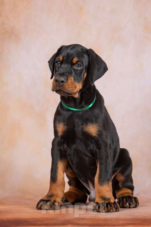 Собаки в Москве: Щенки добермана  Мальчик, 100 000 руб. - фото 4