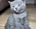 Кошки в Ярославле: Шотландский котенок  Девочка, Бесплатно - фото 1