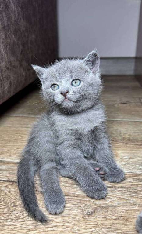 Кошки в Ярославле: Шотландский котенок  Девочка, Бесплатно - фото 1