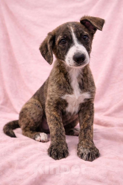 Собаки в Москве: Терри девочка в поисках дома Девочка, Бесплатно - фото 7