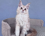 Кошки в Кудрово: Котенок мейн-кун, шейдед линия , в брид Мальчик, 80 000 руб. - фото 3