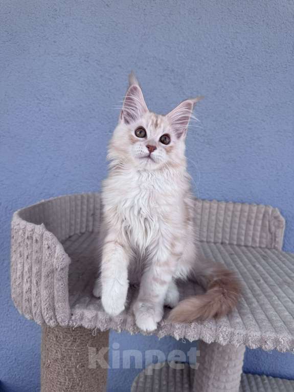 Кошки в Кудрово: Котенок мейн-кун, шейдед линия , в брид Мальчик, 80 000 руб. - фото 3