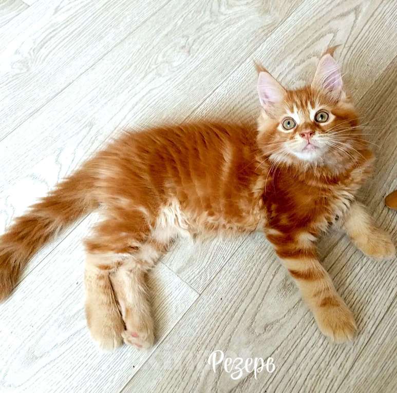 Кошки в Энгельс: Котята Мейн Кун(резерв) Мальчик, 30 000 руб. - фото 3