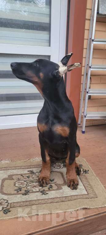 Собаки в Ейске: щенки добермана Девочка, 80 000 руб. - фото 2