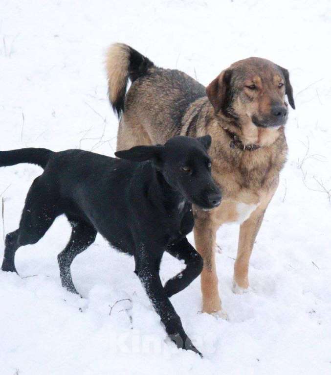 Собаки в Раменском: Веня ищет самых лучших хозяев Мальчик, Бесплатно - фото 4