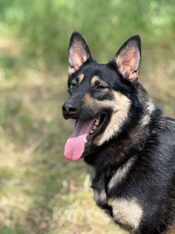 Собаки в Москве: Перчик молодой овчар Мальчик, Бесплатно - фото 3