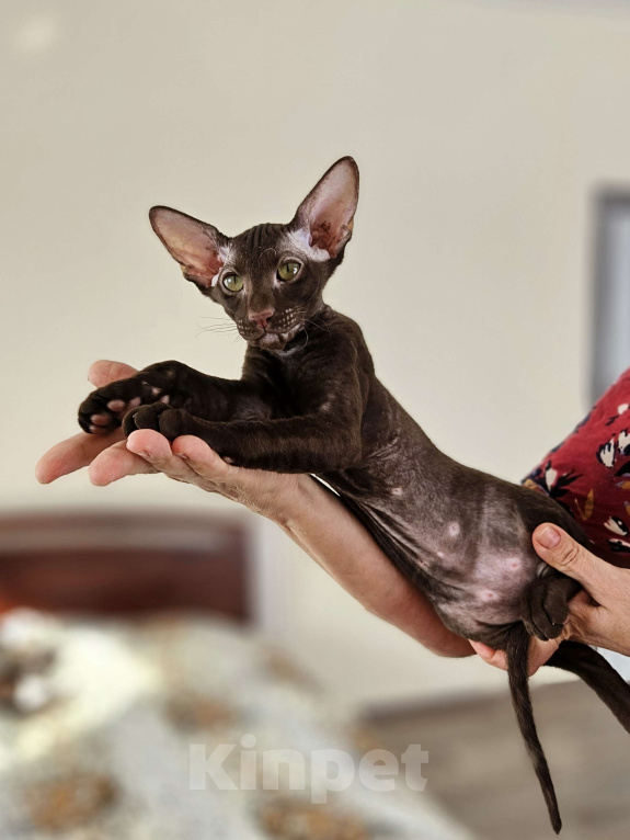 Кошки в Перми: Петерболд котята Мальчик, 70 000 руб. - фото 1