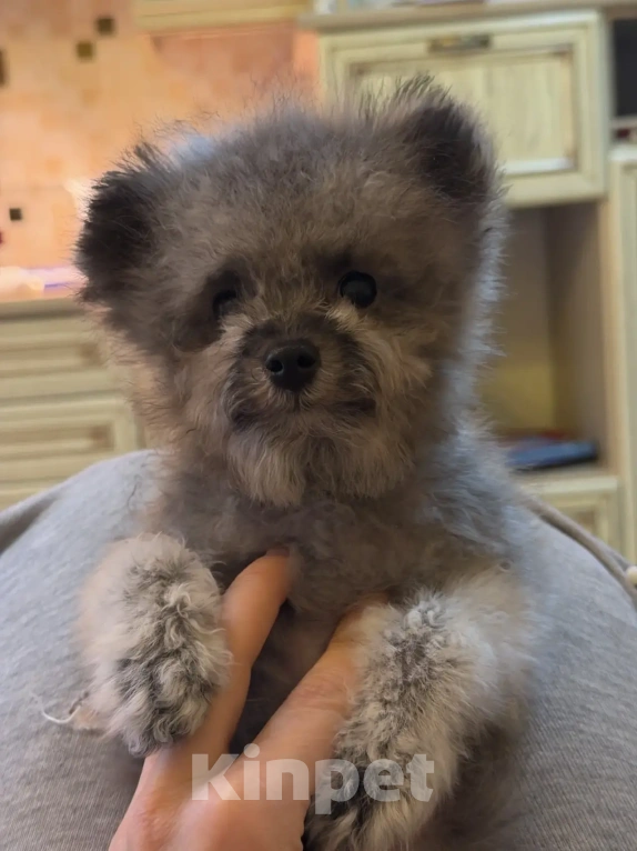 Собаки в Ейске: Той пудель тикап  Мальчик, 190 000 руб. - фото 5