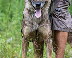 Собаки в Всеволожске: Метис Лайки, Бесплатно - фото 1