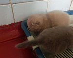 Кошки в Дивногорске: Готовы к продаже котята Шотландской породы, 1 500 руб. - фото 3
