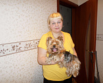 Собаки в Санкт-Петербурге: Йорки опытные для вязок. Разные окрасы., 3 000 руб. - фото 3