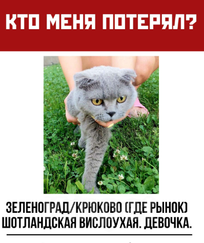 Кошки в Москве: Найдена Шотландская вислоухая кошка Девочка, Бесплатно - фото 1