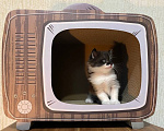 Кошки в Москве: Котята манчкин Разнополые, Бесплатно - фото 3