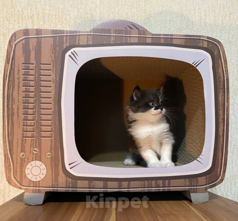 Кошки в Москве: Котята манчкин Разнополые, Бесплатно - фото 3