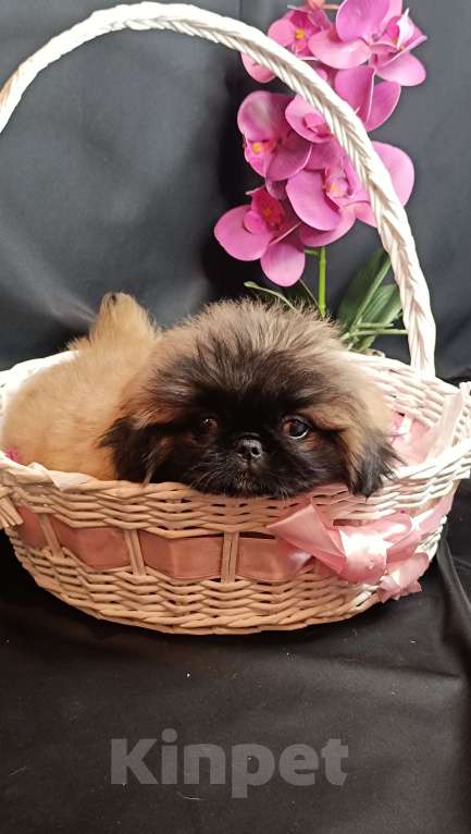 Собаки в Самаре: Пекинес красотка Девочка, Бесплатно - фото 1