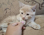 Кошки в Воронеже: Ласковый, игривый котенок в добрые руки Мальчик, Бесплатно - фото 1
