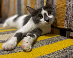 Кошки в Москве: Смешная девчонка  - котенок Зефирка, 3 месяца Девочка, Бесплатно - фото 7