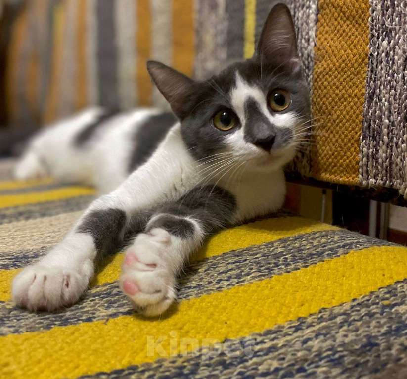 Кошки в Москве: Смешная девчонка  - котенок Зефирка, 3 месяца Девочка, Бесплатно - фото 7