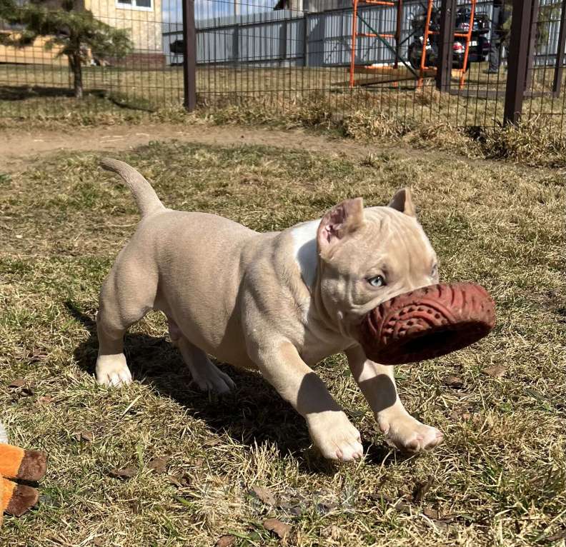 Собаки в Москве: Американский булли щенок Мальчик, Бесплатно - фото 4