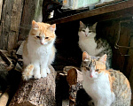 Кошки в Москве: Кот ищет дом Мальчик, Бесплатно - фото 1