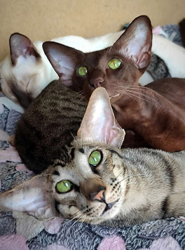 Кошки в Санкт-Петербурге: Ориентальная кошечка Девочка, Бесплатно - фото 3