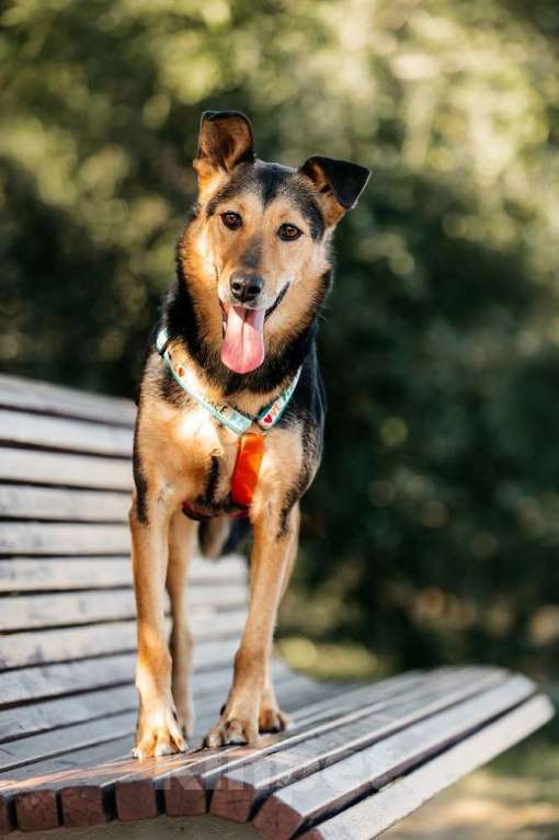 Собаки в Москве: Очаровательный сердцеед Шабак в поисках любящей семьи! Мальчик, Бесплатно - фото 6