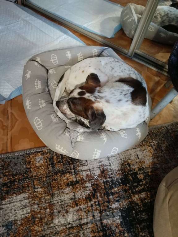 Собаки в Нижнем Тагиле: Ищем добрые руки для щенка Девочка, Бесплатно - фото 2