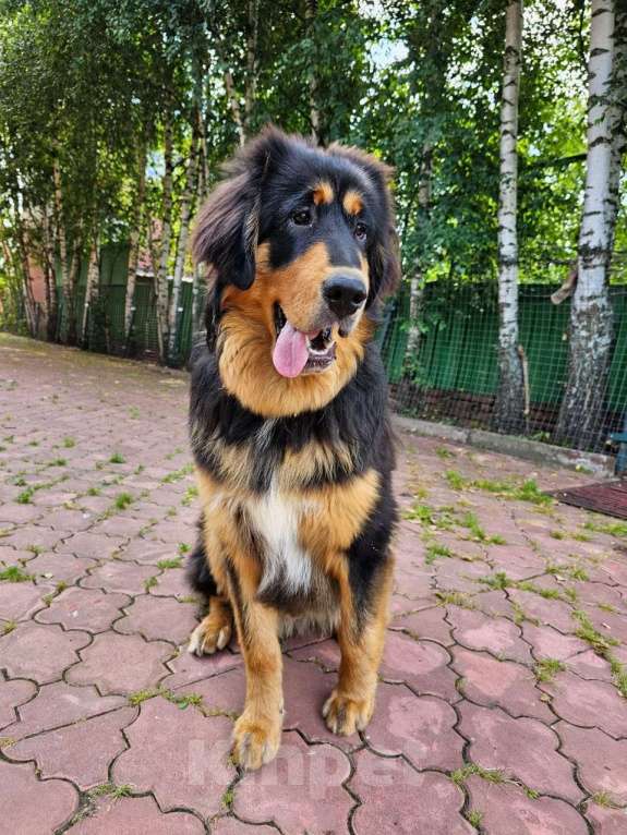 Собаки в Москве: Щенки банхара Мальчик, Бесплатно - фото 4