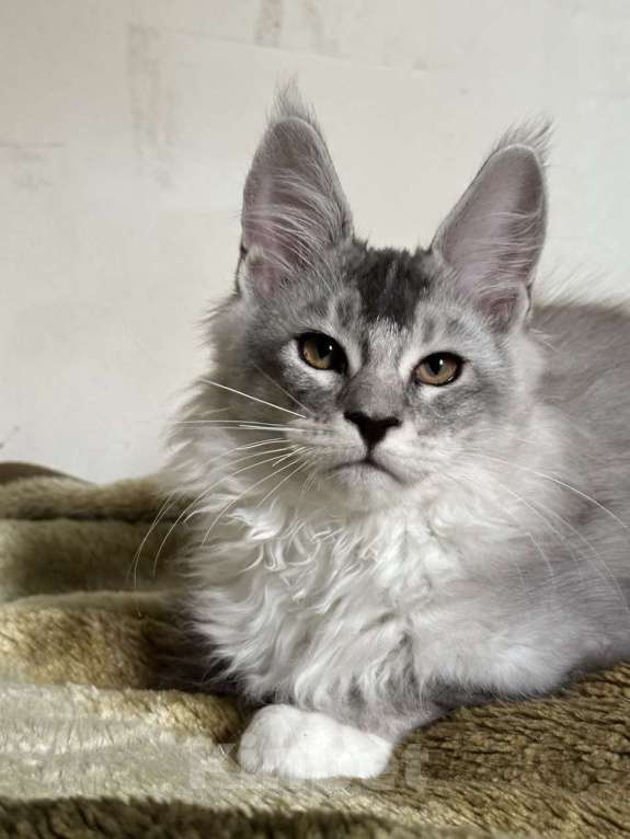 Кошки в других городах Свердловской области: Котята мейн-кун, серебро Мальчик, 50 000 руб. - фото 1