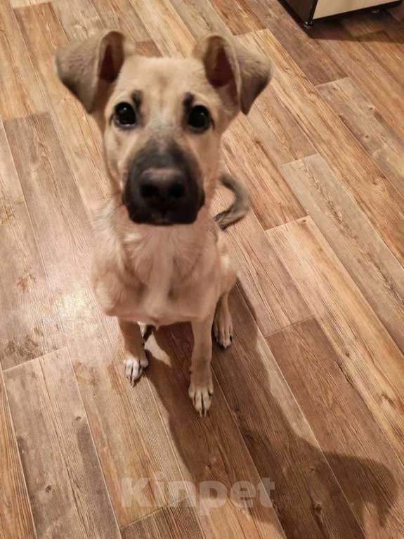 Собаки в Липецке: Люся, щенок, который очень хочет быть чьей-то Девочка, 10 руб. - фото 7