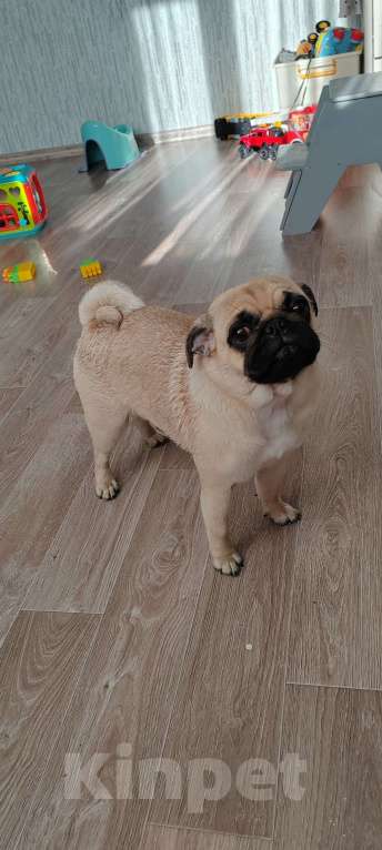 Собаки в Красноярске: Мопс девочка продажа  Девочка, 35 000 руб. - фото 2