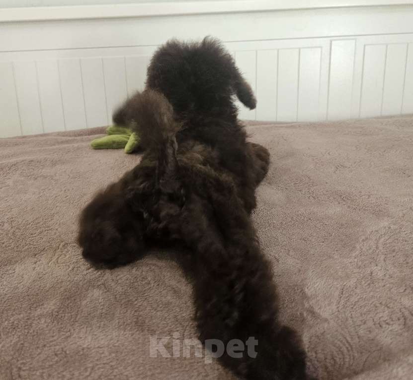 Собаки в Москве: Теона Девочка, 60 000 руб. - фото 2