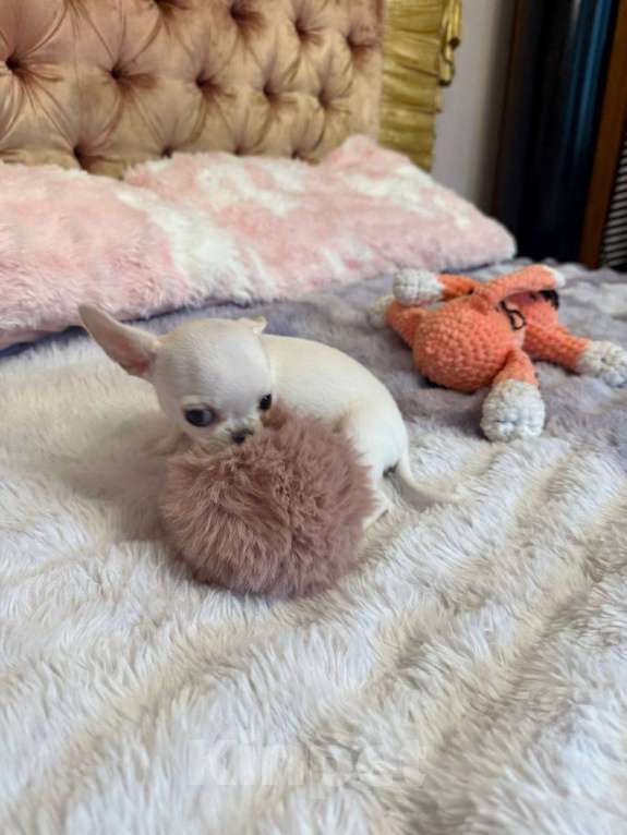 Собаки в других городах Московской области: Продам мини-мини чихуахуа Девочка, 70 000 руб. - фото 10