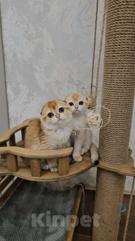 Кошки в Казани: Шотландская вислоухая кошка Девочка, 35 000 руб. - фото 2