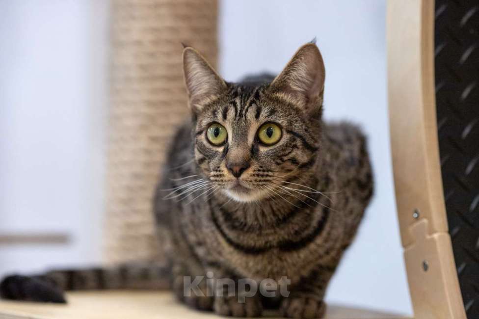 Кошки в Москве: кошечка Ариша в добрые руки Девочка, Бесплатно - фото 8