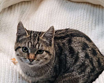 Кошки в Москве: Ищут дом 2 чудесных котенка. Мальчик, Бесплатно - фото 2