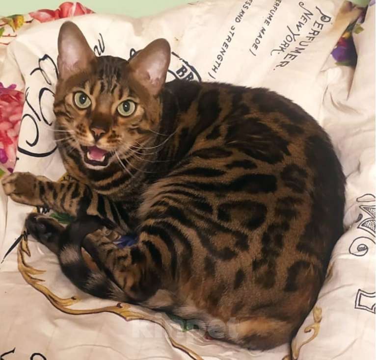 Кошки в других городах Ленинградской области: найден Мальчик, Бесплатно - фото 4