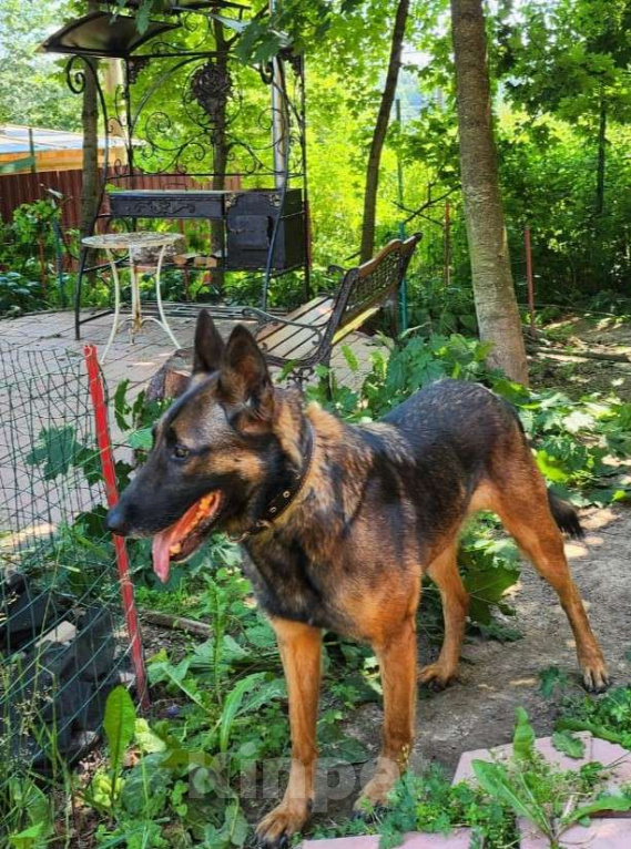 Собаки в Москве: Барди, метис бельгийской овчарки, ищет дом Мальчик, Бесплатно - фото 1