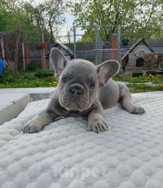 Собаки в Москве: Французский бульдог мальчик лиловый Мальчик, 70 000 руб. - фото 3