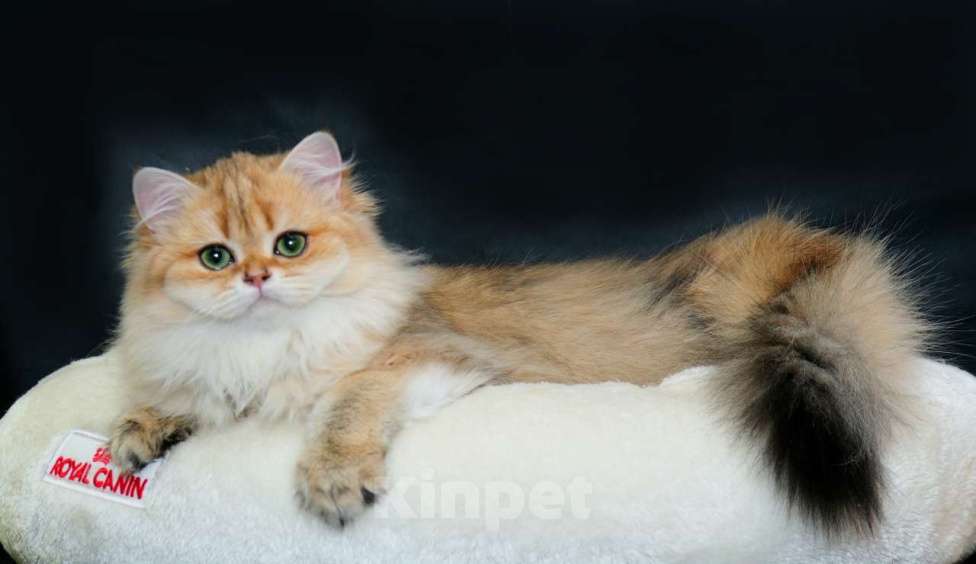 Кошки в Рыбинске: Британская длинношерстная зототая девочка Девочка, 30 000 руб. - фото 1