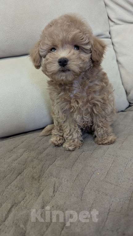 Собаки в Москве: Девочка мальтипу Девочка, 100 000 руб. - фото 4