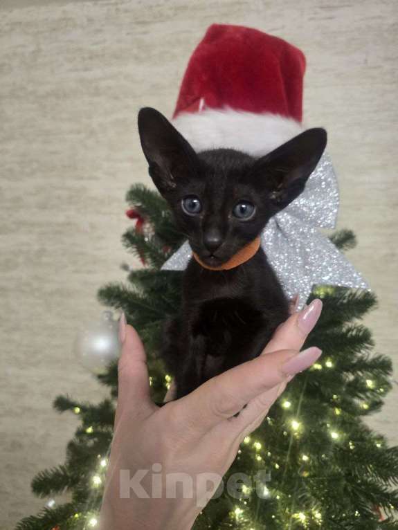 Кошки в Санкт-Петербурге: Мальчик Девочка, 45 000 руб. - фото 1