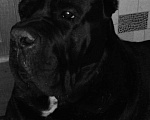 Собаки в Балашихе: Вязка Кане корсо, кобель Мальчик, 50 руб. - фото 2